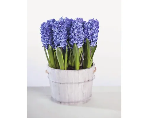 Zambile FloraSelf Hyacinthus orientalis 'Blue Star' ghiveci Ø 9 cm albastru buc