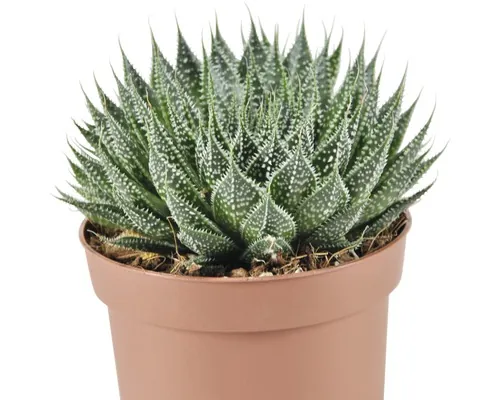 Aloe Vera FloraSelf Aloe aristata 'Magic' H 10 cm ghiveci Ø 12 cm buc