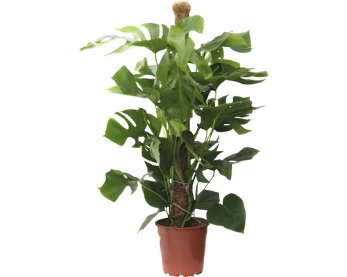Ananasul săracului FloraSelf Monstera deliciosa H 110-120 cm ghiveci Ø 24 cm buc