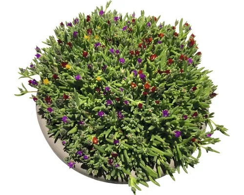 FloraSelf Mix Delospermum-Cultivars ghiveci Ø 14 cm buc