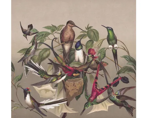 Fototapet vlies Rasch Curiosity Birds bej 318x300 cm rola