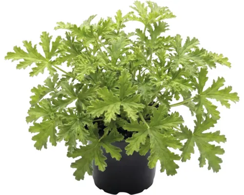 Mușcată curgătoare FloraSelf Pelargonium 'Mosquito Fighter' ghiveci Ø 12 cm buc