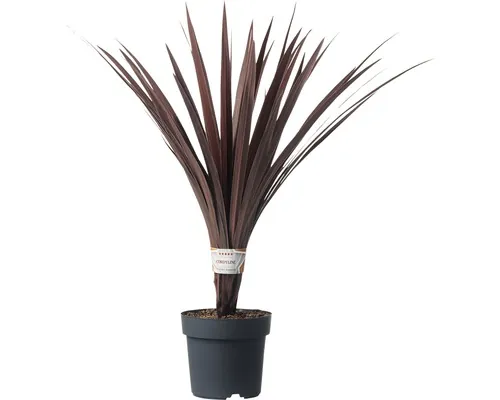 Crin cu frunze purpurii FloraSelf Cordyline australis H 20-30 cm ghiveci Ø 17 cm buc
