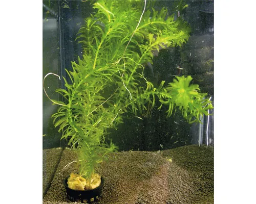 Plantă acvariu Egeria Densa Easy 3 buc