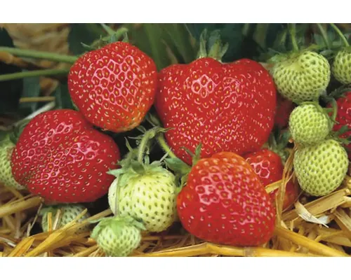 Bio Căpşuni FloraSelf Bio Fragaria x ananassa 'Honeoye' 6 bucăți