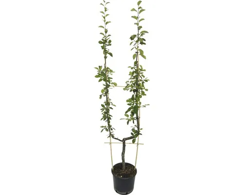 Bio Pom fructifer păr pe spalier formă U FloraSelf Bio Pyrus communis H 100-150 cm Co 10 L buc