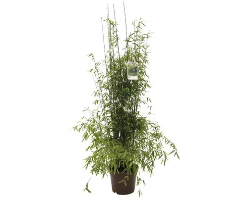 Bambus FloraSelf Fargesia species 'Jiuzhaigou 1' H 80-100 cm Co 10 L buc