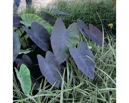 Alocasia FloraSelf Colocasia rubra 'Black Magic' ghiveci Ø 18 cm buc