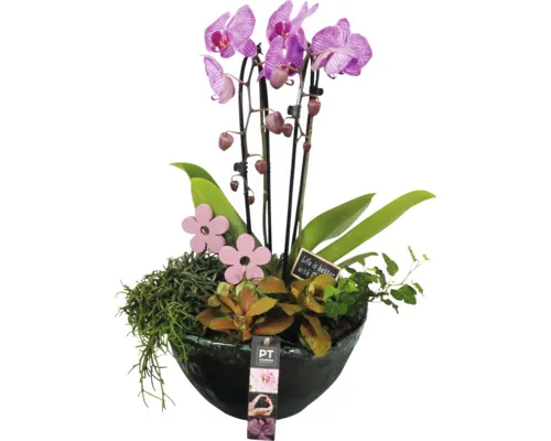 Aranjament plante interior FloraSelf H 50 cm tavă Ø 26 cm cu 4 plante buc