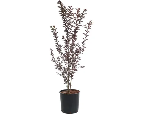 Liliac FloraSelf Lagerstroemia indica Co 9 L buc