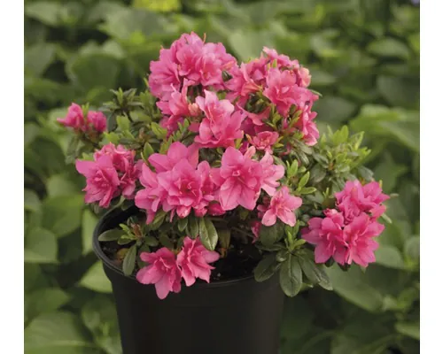 Azalee/Rododendron FloraSelf Rhododendron obtusum H 25-30 cm Co 3 L roz buc