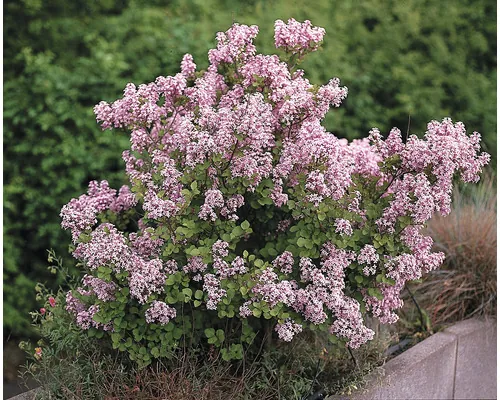 Liliac FloraSelf Syringa meyeri 'Palibin'' ghiveci Ø 17 cm buc