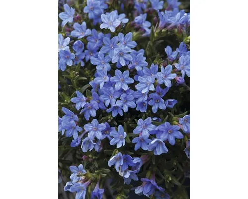 Steinsame ‘Heavenly Blue’ (Lithodora diffusa) Co 1,5 L buc