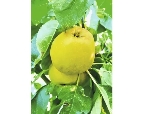Pom fructifer măr FloraSelf Malus domestica 'Garden Fontain' H 120-180 cm Co 10 L buc