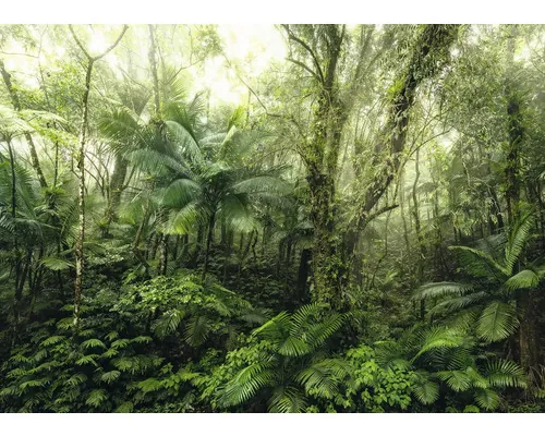 Fototapet vlies Komar X7-1009 Mindfulness 350x250 cm buc