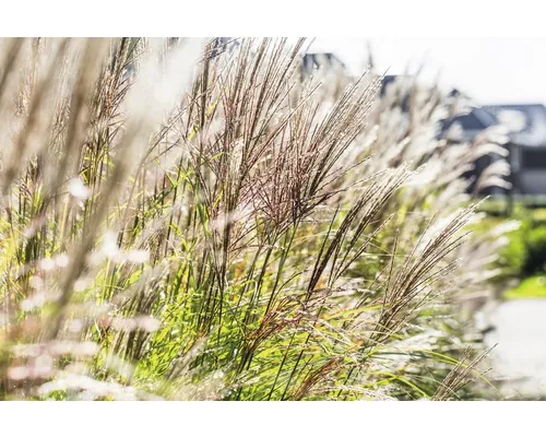 Iarba elefantului FloraSelf Miscanthus sinensis 'Ferner Osten' Co 3 L buc
