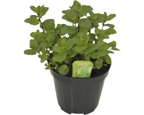 Mentă FloraSelf Mentha spicata 'Marocchina' H 10-13 cm Co 1,2 L buc