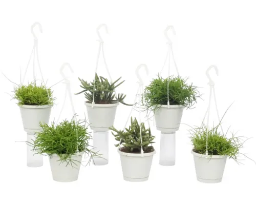 Cactus Mix FloraSelf Rhipsalis ghiveci Ø 12 cm diferite sortimente buc