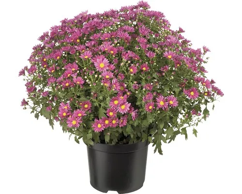 Crizantemă FloraSelf Chrysanthemum indicum ghiveci Ø 19 cm diferite culori buc