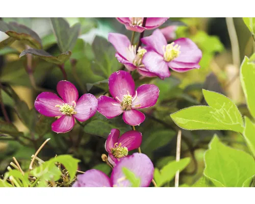 Clematită FloraSelf Clematis montana 'Van Gogh' H 40-70 cm Co 2,3 L buc