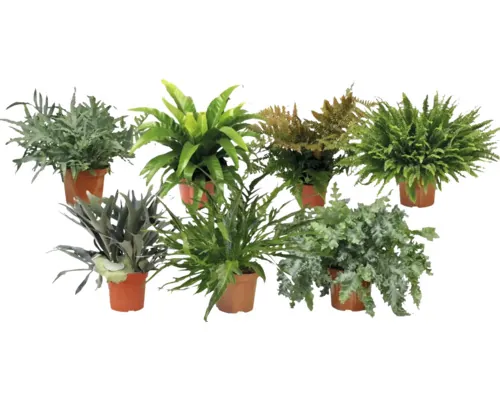 Ferigă Mix FloraSelf ghiveci Ø 26 cm diferite sortimente buc