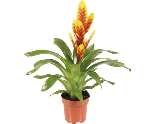 FloraSelf Vriesea-Cutivars 'Davine' H 43-53 cm ghiveci Ø 12 cm buc