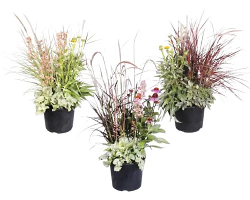 Plante perene FloraSelf ghiveci Ø 26 cm buc