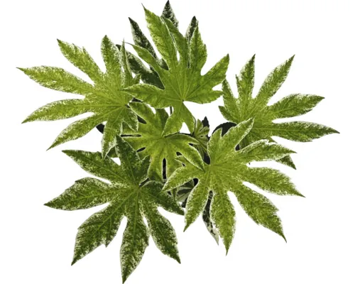 Aralia FloraSelf Fatsia japonica 'Spiderweb' Co 2 L buc