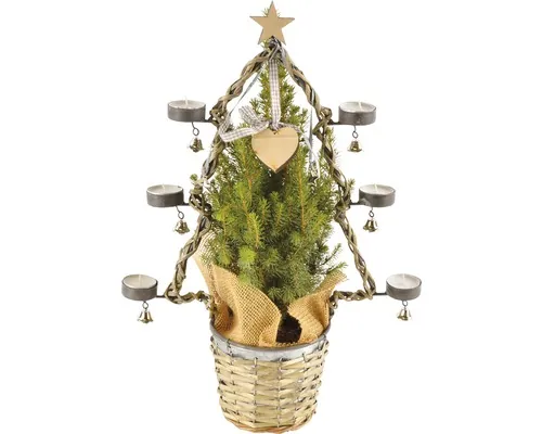 Molid Picea glauca Conica cu suport lumânări H 45-50 cm ghiveci Ø 13 cm buc