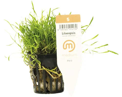 Plantă acvariu Lilaeopsis Novaezelandiae Medium 5 buc