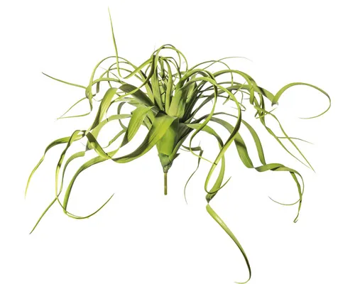 Plantă artificială Tillandsia suspendată în ghiveci H 70 cm verde buc