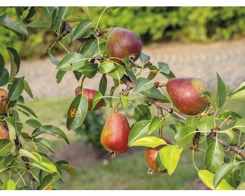 Bio Pom fructifer păr roșu FloraSelf Bio Pyrus communis 'Williams Christ' H 130-150 cm Co 7,5 L buc