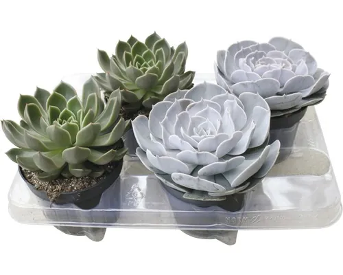 FloraSelf Echeveria mix H 10-15 cm ghiveci Ø 13 cm, diferite soiuri buc