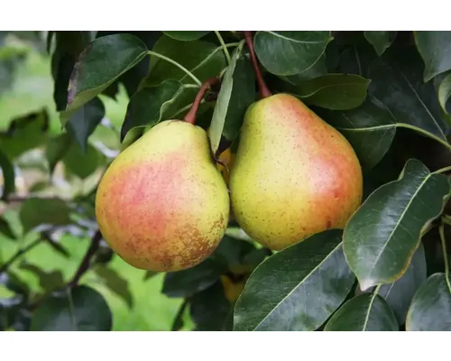 Pom fructifer păr Pyrus sativa Kornelia H 150 cm buc