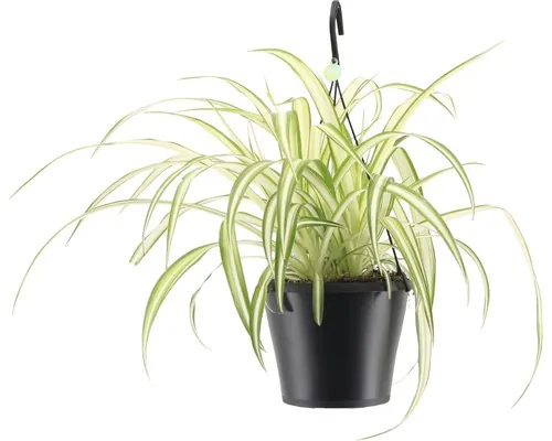Voalul Miresei FloraSelf Chlorophytum comosum 'Bonnie' H 40-50 cm ghiveci Ø 17 cm buc