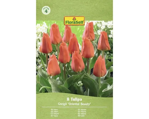 Bulbi de lalele FloraSelf Greigii Oriental Beauty 8 buc.