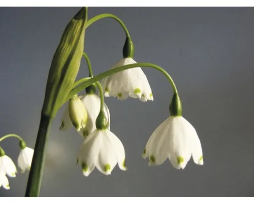 Ghiocei FloraSelf Leucojum aestivum 'Gravetye Giant' ghiveci Ø 12 cm buc