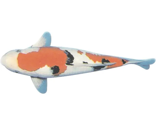 Crap Cyprinus carpio koi A mix 21-25 cm buc