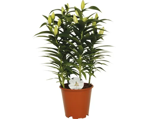 Crin FloraSelf Lilium orientalis H 20-30 cm Ø ghiveci 19 cm buc