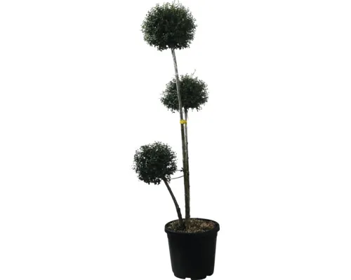 Lemn câinesc FloraSelf Ligustrum jonandrum H 120-140 cm Co 35 L buc