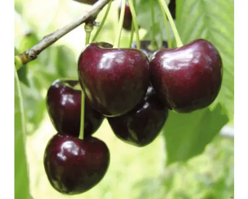 Pom fructifer cireș Cerasus Avium Korida cu rădăcina împachetată H 150 cm buc