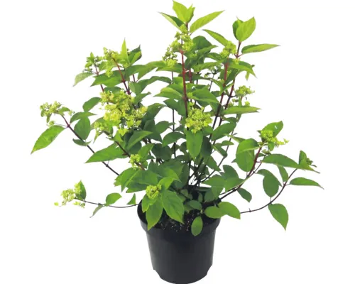 Hortensie FloraSelf Hydrangea paniculata 'Wim's Red' Co 7,5 L buc