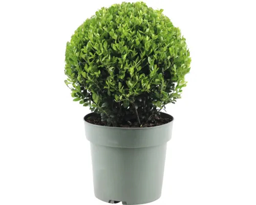 Laur Japonez FloraSelf Ilex crenata 'Jenny' ca. 25 cm Co 4 L buc