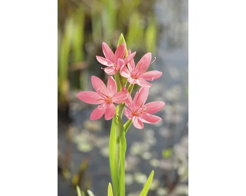 Gladiola de iaz FloraSelf Schizostyllis coccinea 'Mrs Hegarty' ghiveci Ø 9 cm buc