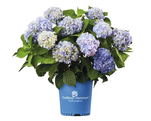 Hortensie Hydrangea macrophylla H 20-35 cm Co 5 L albastru buc