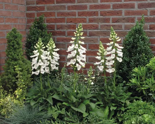 FloraSelf Digitalis Purpurea Co 3 L buc