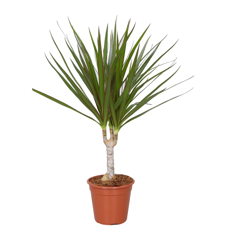 Planta interior - Dracaena marginata, Versay, H 45 cm D 12 cm buc